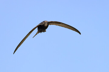 Jerzyk (Apus apus) © Grzegorz