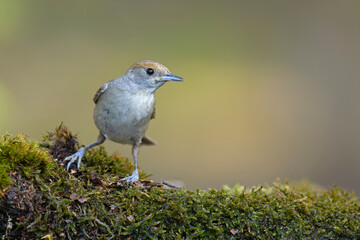 Samica kapturki (Sylvia atricapilla) siedząca na mchu © Grzegorz