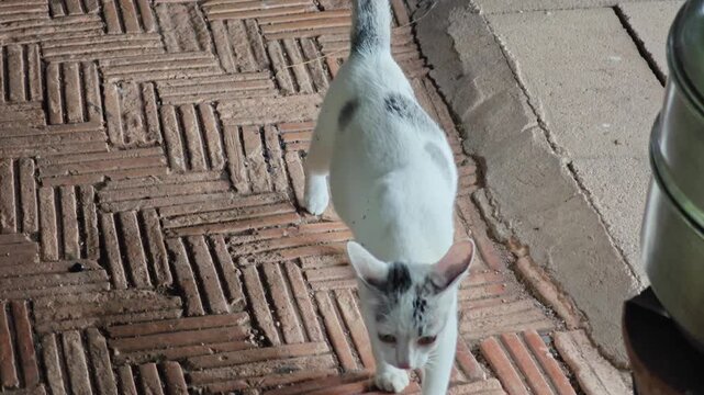 Cute White Cat with Grey Patches Walking on Brick Floor.