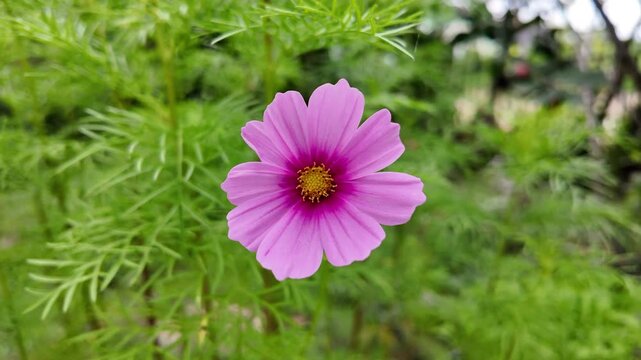 Pink cosmos flower 
