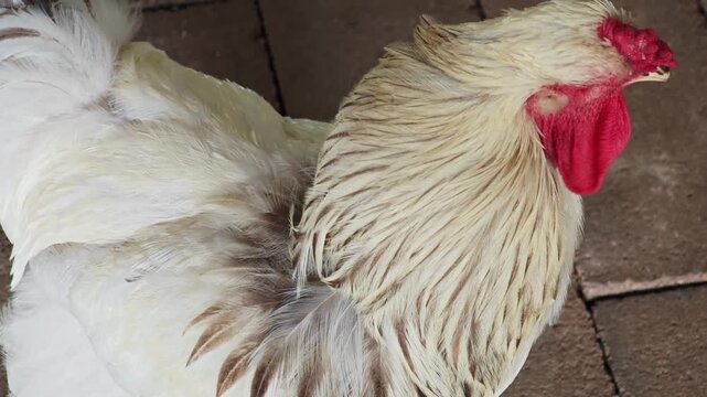 Closeup of White Rooster Head with Red Comb.