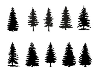 Obraz premium Pine Tree Silhouettes Set, Black Spruce and Fir Trees Vector Collection Isolated on White Background