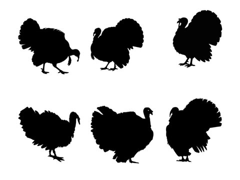 Set of Black Turkey Silhouettes Isolated on White Background for Thanksgiving and Autumn Design