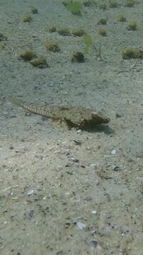 Female Dragonet fish swims on sandy bottom between small hermit crabs on sunny day, Slow motion, Marine life in sandy shallows