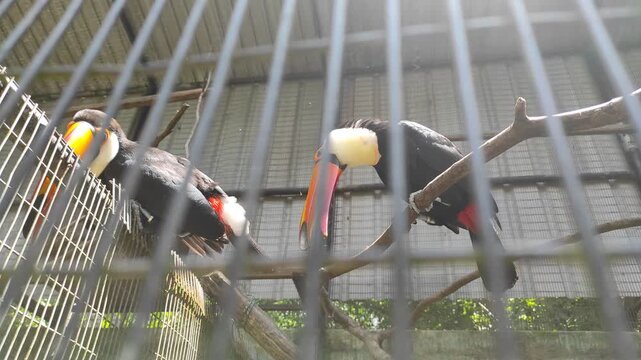 p  ​Two Toco Toucans perched on branch inside a cage making distinct vocalization sounds in captivity