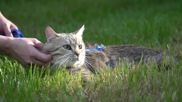 Owner hands gently petting and scratching a tabby cat on a blue harness outdoors.