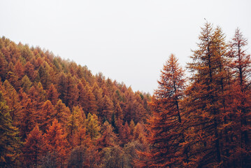 Colorful coniferous treetops in mountain woodland. Natural texture for background with autumn foliage. © Iryna