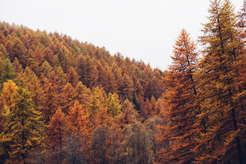 Autumn mountain forest with colorful coniferous treetops. © Iryna