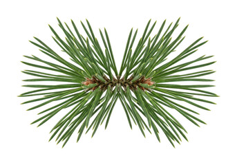 Green pine needles png fresh pine needles cutout evergreen pine needles png vibrant pine needles isolated transparent background image © Siyam
