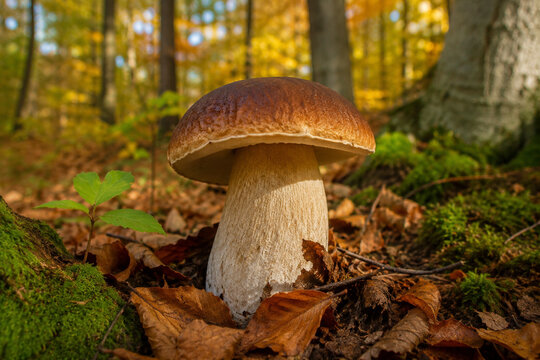 A single large porcini mushroom with a thick white stalk and brown cap grows among autumn leaves in a forest