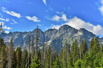 Obraz premium Dramatic rocky peaks of the Tatra Mountains rising above dense coniferous forest near Zakopane, Poland, under a vivid blue summer sky with white clouds.