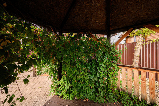 shaded outdoor area features a dense green vine growing along a wooden railing. above, an OSB‑paneled roof is supported by wooden beams, with a wooden deck and a corrugated fence in the background