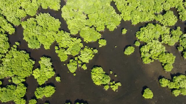 Dense clusters of mangrove trees form a bright green canopy pattern over shallow coastal water. Camotes, Philippines.