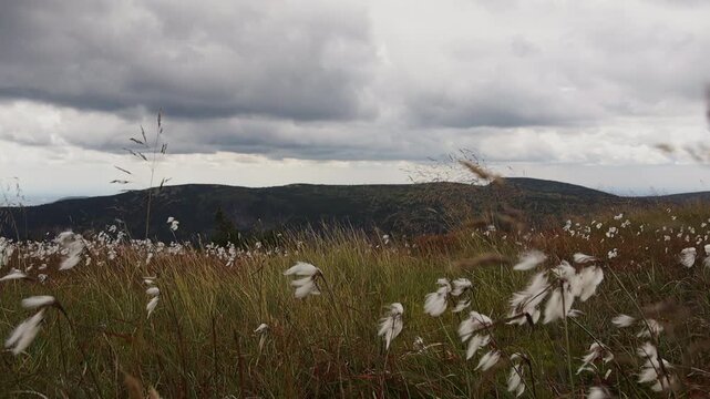 Low angle shot of white cottongrass waving in the wind on a mountain meadow, Krkonose National Park in the background