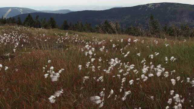 Slow motion shot of white cottongrass blowing in the wind on a meadow with Krkonose mountains in the background
