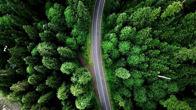 Aerial view of winding forest road through lush green pine trees with cinematic overhead drone motion.
