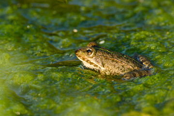 Obraz premium Close-up of a marsh frog resting among green algae on the surface of a pond