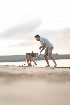 Man playing with a dog on a sandy beach during sunset, wearing casual clothing, with water and a distant shoreline visible in the background. Airedale Terrier