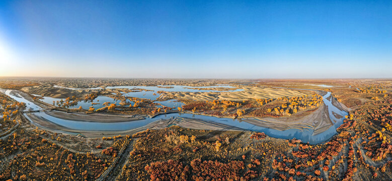 Aerial View of Golden Populus Euphratica Forest on Tarim River at Lob Lake Tarta Secret Territory, Xinjiang, China