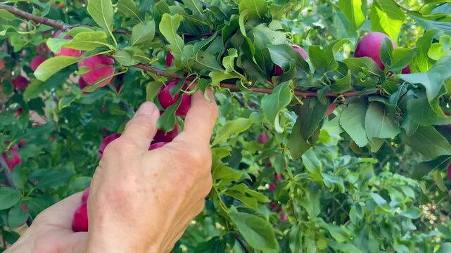 Woman's hands picking the cherry plums from the tree twig close up view