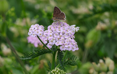 macro of a male Lycaena tityrus the sooty copper butterfly on achillea millefolium © lotusblüte17