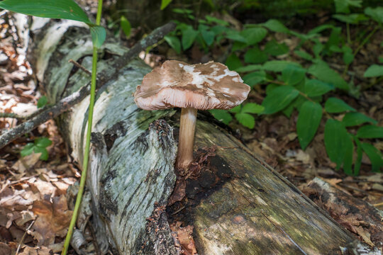 Fawn mushroom (Pluteus cervinus) on the trunk of a fallen birch tree. Close up view