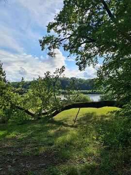 A peaceful summer view where a large tree branch naturally frames the approach to the water. Lush green foliage, blue sky and soft clouds create a calm outdoor landscape filled with light and shade.