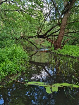A peaceful forest stream surrounded by dense green vegetation. A fallen tree crosses the water beside a simple footbridge, while reflections of the trees create a calm, shaded spring or summer nature 