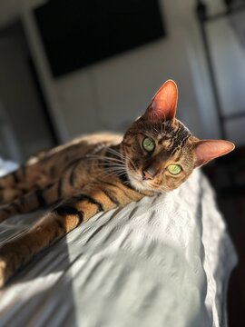 Curious domestic cat relaxing on a white blanket in warm sunlight at home. Cozy indoor portrait with soft natural light and direct eye contact.
