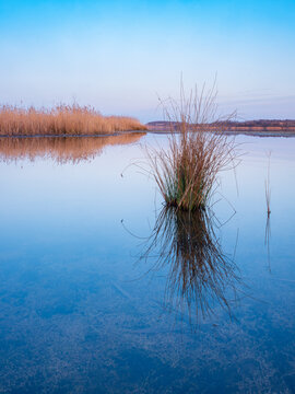 Reeds in a calm lake at dawn in autumn