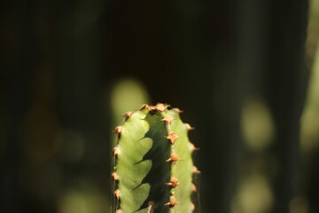 Close up of green cactus with sharp thorns in soft sunlight © Bram