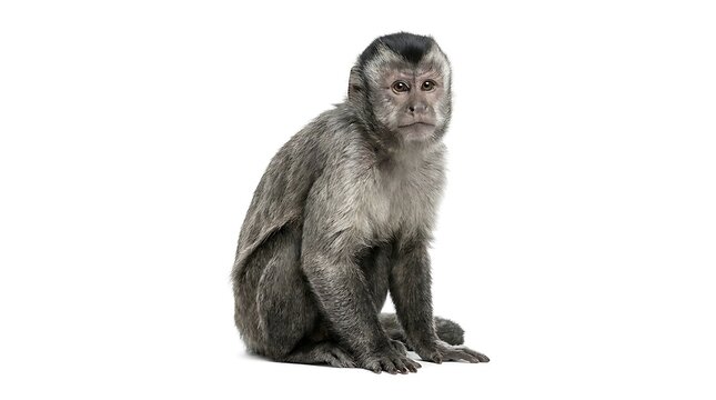 A cute capuchin monkey sitting isolated on a white background.