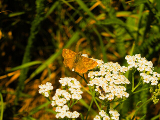 Large skipper (Ochlodes sylvanus) on white flowers in a meadow. Close-up of a butterfly from the Hesperiidae family. © Nazarii