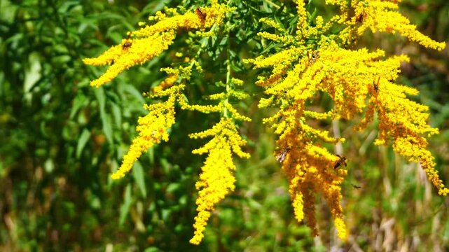Flowers 1021 Goldenrod Bees West Sand Lake New York