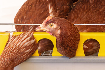 Brown chicken head with crest inside chicken coop in farm © Tatty