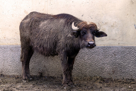 Domesticated water buffalo calf animal kept for milk production and farming in dirty agricultural farm