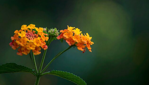 Close Up Colorful Lantana Flower Cluster with Green Bokeh Background