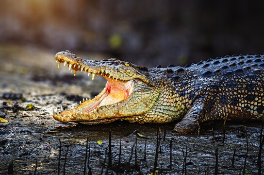 The saltwater crocodile is a crocodilian native to saltwater habitats, brackish wetlands and freshwater rivers from India's east coast across Southeast Asia and the Sundaland to northern Australia.