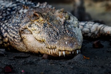 Fototapeta premium The saltwater crocodile is a crocodilian native to saltwater habitats, brackish wetlands and freshwater rivers from India's east coast across Southeast Asia and the Sundaland to northern Australia.