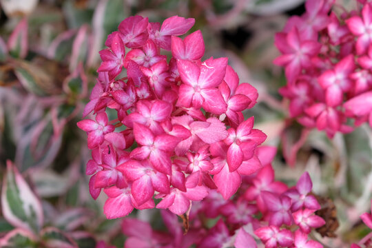 Compact mountain Hydrangea serrata &lsquo;Euphoria Pink&rsquo; in flower.