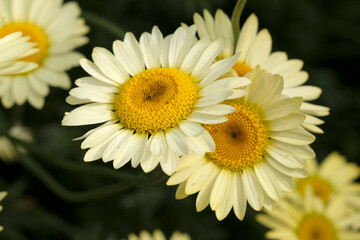 Fototapeta premium Yellow Anthemis tinctoria, also known as dyer's chamomile or oxeye chamomile ‘Sauce Hollandaise’ in flower.