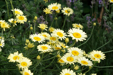 Fototapeta premium Yellow Anthemis tinctoria, also known as dyer's chamomile or oxeye chamomile ‘Sauce Hollandaise’ in flower.