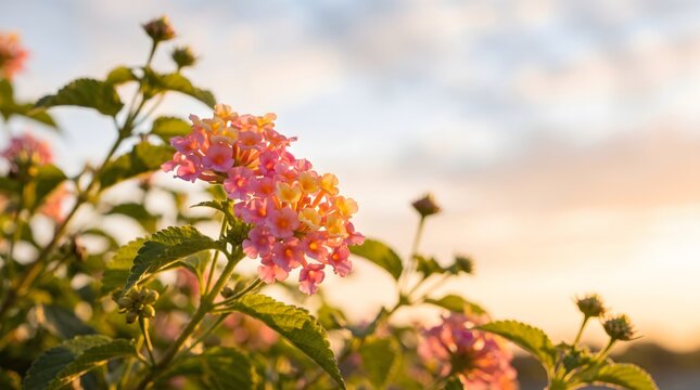 Pink Lantana Flower Blooming at Golden Sunset with Soft Background