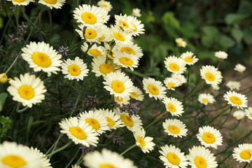 Fototapeta premium Yellow Anthemis tinctoria, also known as dyer's chamomile or oxeye chamomile ‘Sauce Hollandaise’ in flower.