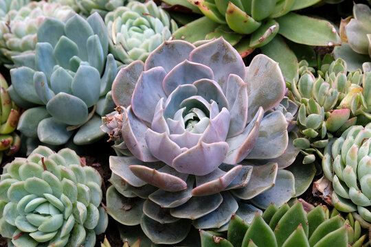 Echeveria succulents also known as houseleeks.