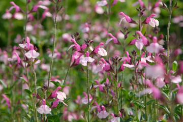 Obraz premium Purple and cream Salvia microphylla, baby sage Delice Gold and Wine’ in flower.