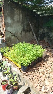 Water spinach