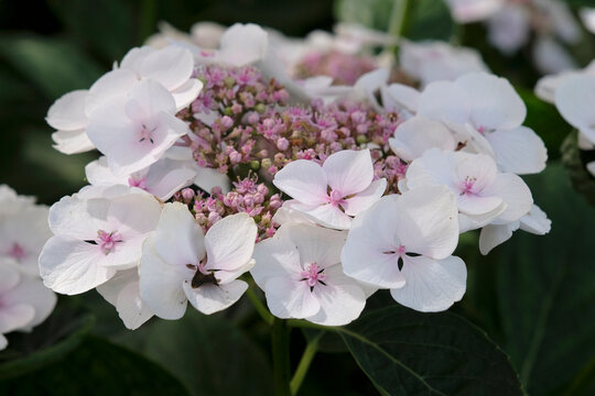 White with a pink centre Hydrangea macrophylla, lace cap hydrangea, Libelle Teller series, in flower.
