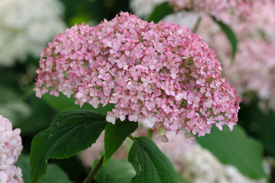 Pink Hydrangea arborescens, mophead hydragea, &lsquo;Sweet Annabelle&rsquo; in flower.