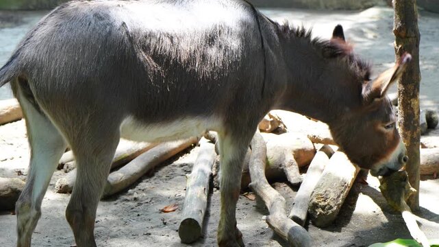 a small brown donkey in a zoo enclosure
